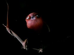 Vampire squid (Vampyroteuthis diabolus) Stock Footage