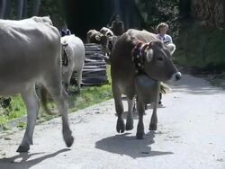 MS Farmers leading cattle down from mountains  / SchÃƒÂ¶llang, Bavaria, Germany Stock Footage
