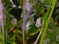 Time lapse - CU Tilt up to seed head of Jack Go To Bed opening, England Stock Footage