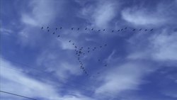 Migrate Instructional Video