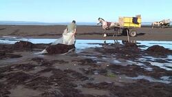 CLEAN : The traditional farming of pelillo former green gold of Chile News Clip
