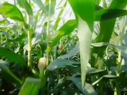 Point of view in maize field Stock Footage