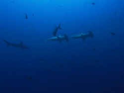 Hammerhead sharks, Costa Rica, Pacific Ocean  Stock Footage