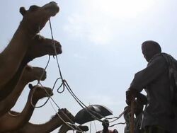 Line of camels and owner Stock Footage