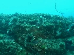 MS Shot of School of snapper fish swimming and several fire fish drifting or hiding above rocky outcrop covering with coral and sponge / Matola, Maputo, Mozambique Stock Footage