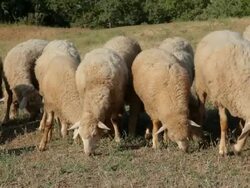 Sheeps graze in a pasture Stock Footage