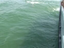 Dolphin Watch Stock Footage