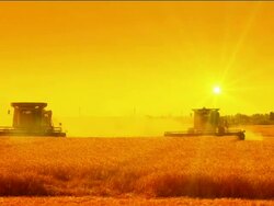 HD: Combines Harvesting at Sunset Stock Footage