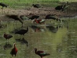 Glossy ibis (Plegadis falcinellus) Stock Footage