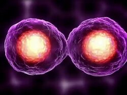 Egg Cell Mitosis Purple Stock Footage