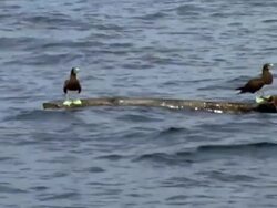MS Two Yellow footed boobies on floating log / Guanacaste, Costa Rica Stock Footage