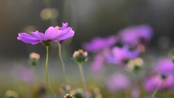 Cosmos Stock Footage