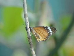 Monarch butterfly HD Stock Footage