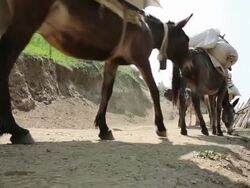 MS LA Donkey's carrying supplies through Himalayan mountains / Durma, Banke District, Nepal Stock Footage