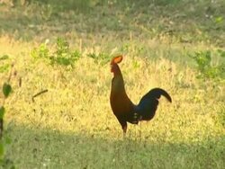 MS Jungle fowl, cock crowing Stock Footage