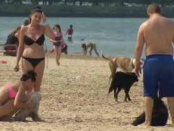 People Playing With Their Dogs Playing On Beach Stock Footage