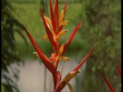 CU Orange flower, South America Stock Footage