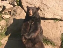 Silly Bear Stock Footage