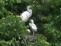 Young Bird Begging it's Mother For Food Stock Footage