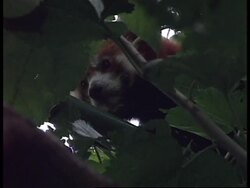 South Africa - Red panda twins News Clip