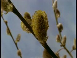 T/L Pussy Willow catkin flowering then drooping Stock Footage