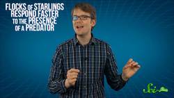 The Math and Mystery of Murmurations Instructional Video