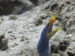 Ribbon eel (Rhinomuraena quaesita) Stock Footage
