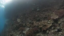 Undersea cliff with rich coral found in Raja Ampat, Indonesia Stock Footage