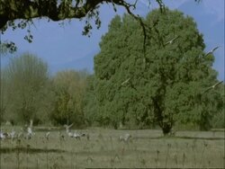 European Cranes (Grus grus) gliding down and landing, north-east Extremadura in Dehesa, Spain Stock Footage