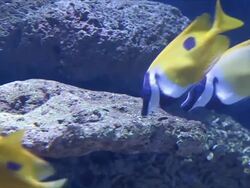 Yellow fish feeding on coral reefs. Stock Footage
