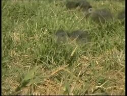 Coypu, Myocastor coypus, MS group of young walking through grass and into water, Israel Stock Footage