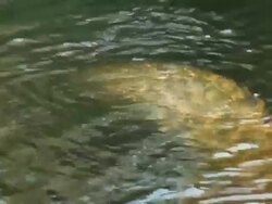 Manatee takes breath dives and spins around in clear water Stock Footage