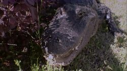 An alligator lurks behind blooming shrubs in a Florida suburb. Stock Footage