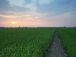 Rice sunset farm Stock Footage