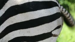 Grant's Zebras in Majete wildlife reserve in the Shire valley, Malawi, Africa. Stock Footage