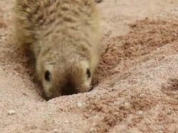 Meerkat foraging in ground Stock Footage