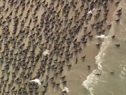 WS AERIAL View of Birds on beach / North Carolina, United States Stock Footage