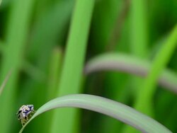 Ladybug mating Stock Footage