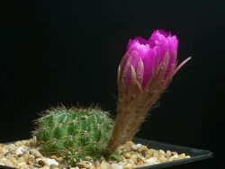 Cactus flowers blooming timelapse isolate. Stock Footage