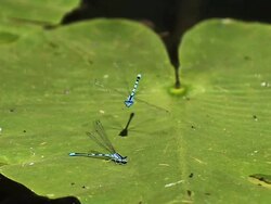 CU SLO MO Blue-Tailed Damselfly, ischnura elegans, Dragonfly in flight in pond / Vieux Pont, Normandy, France Stock Footage
