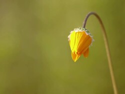 WS View of Single orange Namaqualand daisy with closed flower / Namaqualand, Northern Cape, South Africa Stock Footage
