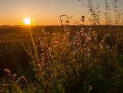 MS DS Buckwheat In The Sunset Stock Footage