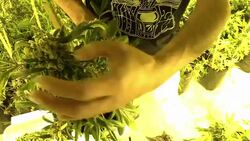 CLEAN : First harvest for Uruguays newly legal cannabis clubs News Clip