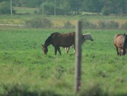 Horses grazing in a Nebraskan farm field News Clip