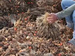 Workers chopped selected palm oil fruits. Stock Footage