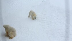 Polar Bears snow covered Wildlife Park Ranua Finland  Stock Footage