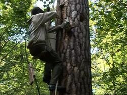 CLEAN: Wild bees return to Polish forests News Clip