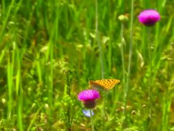 Butterfly on Flower Stock Footage