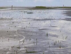 WS View of sea ebb tide at wadden sea, world heritage natural site, North Sea North Frisia, / St. Peter Ording, Schleswig Holstein, Germany Stock Footage