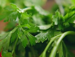 ECU Green Cilantro piece is chopped away with steel knife / Los Angeles, California United States. Stock Footage